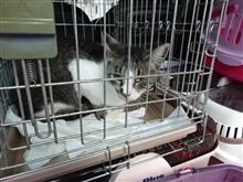 さくら猫が8頭誕生しました♪(猫ブログ) さくら猫が8頭誕生しました♪(猫ブログ)