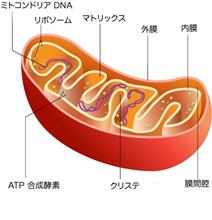 ミトコンドリアと日本人