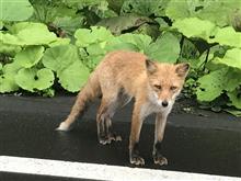盆休み北海道ドライブ旅行記　５ 