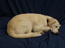 日本はどうやって根絶したのか・・・中国では毎年多くが　狂犬病で死亡しているのに＝中国メディア