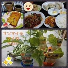 サツマイモ・スイカ・メロン植え
