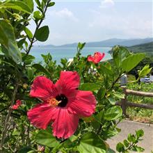 南ぬ島へ🌴番外編 〜 石垣の日差しに映える花🌺🌼🌺