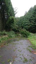 田舎台風一過 (´・ω・`) 田舎台風一過 (´・ω・`)