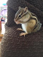 新家族🐿