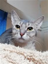 キャットショーを見学しませんか？　（猫ブログ）