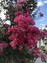 なんてお花? なんてお花?