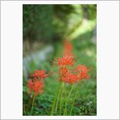 彼岸花が咲き始めました。