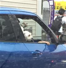ワンちゃんは車が好き♫