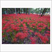 今年も日高の曼珠沙華