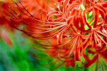 曼珠沙華❀✿ ✂ 曼珠沙華❀✿ ✂