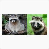 アライグマの出没！