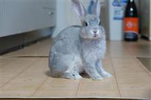 うさぎのうーちゃんに癒やされています(笑) うさぎのうーちゃんに癒やされています(笑)