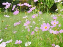 秋 桜 ✿ (*^^) 秋 桜 ✿ (*^^)