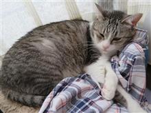 7匹の猫は、さすがに全部紹介できないよ (・ω・`=)ゞ 7匹の猫は、さすがに全部紹介できないよ (・ω・`=)ゞ