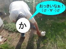 かっちゃん・・・それはあかんぞ！　(((( ；ﾟДﾟ)))ｶﾞｸｶﾞｸﾌﾞﾙﾌﾞﾙ