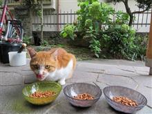 言葉のチカラ・・・ (=^. .^=)ミャー 言葉のチカラ・・・ (=^. .^=)ミャー