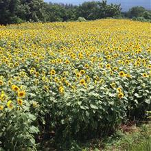 夏ひまわり🌻の後〜台ヶ原へ寄り道🍧🍰🍶