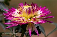 September DAHLIA September DAHLIA