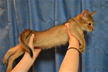 明日はキャットショーに出陳します！（猫ブログ）