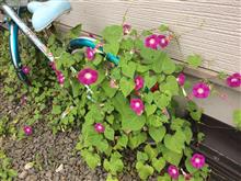 花盛り
