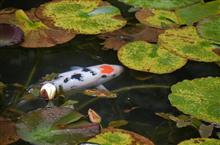 早ものでもう１０月！