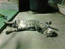 こんにちは すーちゃん こんにちは すーちゃん