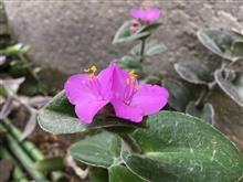 花❣️