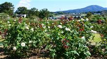 ♯悪魔の住む花【悪魔の過ぎ去った花園】