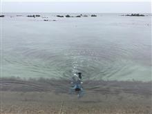 雨の能登島アタックψ(`∇´)ψ 雨の能登島アタックψ(`∇´)ψ