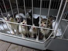 典型的に不幸な保護猫😿　（猫ブログ）