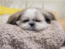 盗撮! こたさん仁君(*^-^*) 盗撮! こたさん仁君(*^-^*)