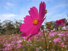 2018.10.15  コスモスまつり🌸