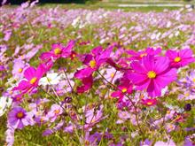 Surprise of 秋桜 ✿✿ Surprise of 秋桜 ✿✿