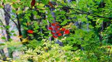 紅葉狩り行って来たよ~ 紅葉狩り行って来たよ~