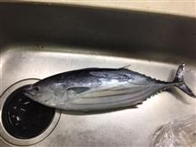 さんまに戻カツオ さんまに戻カツオ