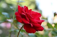今年最後、秋の薔薇🌹 今年最後、秋の薔薇🌹