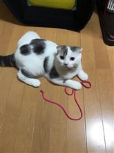 新人さん！
