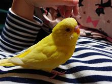 ウザ鳥きーちゃん