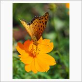 どの花よりも