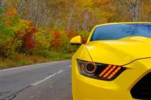 MUSTANG in Autumn 🍁