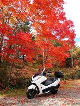 紅葉パトロール 「乗鞍高原」 カ・エ・デ・チ・ル (*_*; 