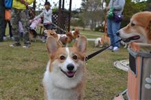 W・コーギーのオフ会に参加させていただきました。(犬ブログ) W・コーギーのオフ会に参加させていただきました。(犬ブログ)