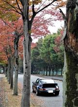 紅葉の始まった欅街道を行く 紅葉の始まった欅街道を行く