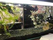 めだか稚魚の成長