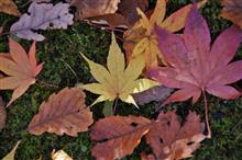 函館の秋　その２　大沼公園で紅葉を求めて・・・・