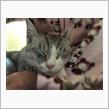 ニャーちゃん(=^x^=)１歳女のコ