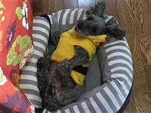 ロードスター・愛犬・愉快な仲間達のTRG! ロードスター・愛犬・愉快な仲間達のTRG!