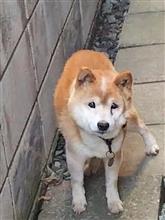 疲れた 疲れた