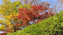 箱根紅葉ドライブpart3