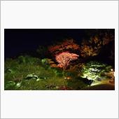夜の紅葉見てきました🍁